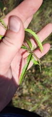 Veronica spuria