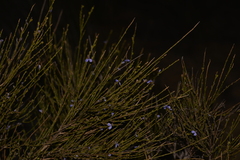 Comesperma scoparium
