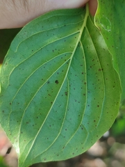 Sphaerulina cornicola