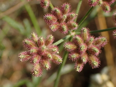 Torilis arvensis