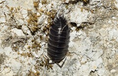 Porcellio obsoletus