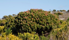 Mimetes fimbriifolius
