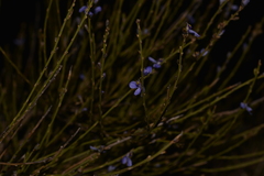 Comesperma scoparium