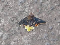 Chalypyge chalybea chloris