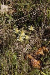 Phylica pubescens