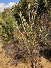 Styphelia triflora