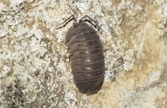 Armadillidium peraccae