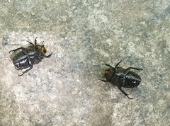 Glycyphana fulvistemma
