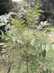 Carya illinoinensis