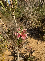 Styphelia triflora