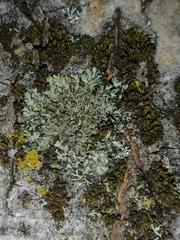 Phaeophyscia