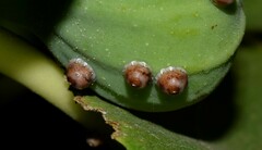 Ceroplastes rusci