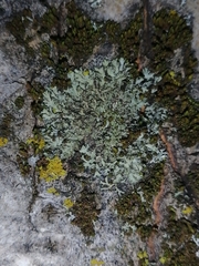 Phaeophyscia