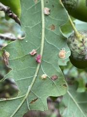 Neuroterus albipes