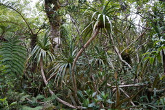 Pandanus montanus