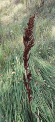 Rumex pseudonatronatus