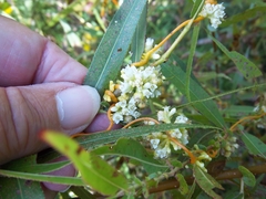 Cuscuta gronovii