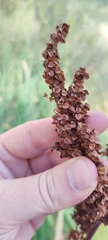 Rumex pseudonatronatus