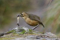 Grallaria quitensis