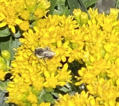 Melissodes druriellus
