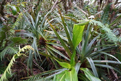Pandanus montanus