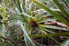 Pandanus montanus