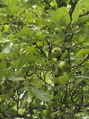 Malus sylvestris