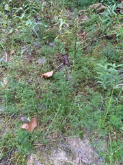 Proserpinaca pectinata