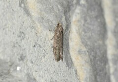 Phycitini