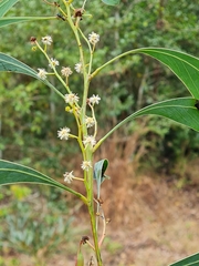 Acacia falcata