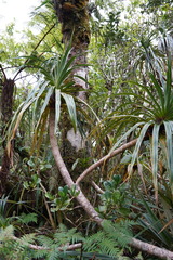 Pandanus montanus