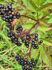 Sambucus ebulus