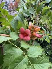 Campsis