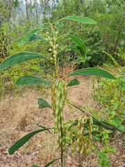 Acacia falcata
