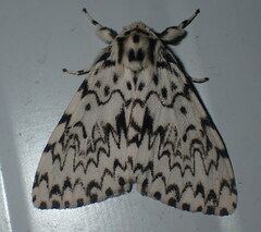 Lymantria monacha