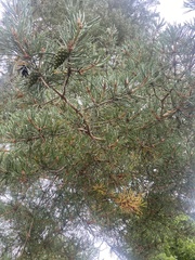 Pinus sylvestris