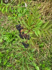 Sambucus ebulus