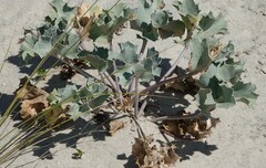 Eryngium maritimum