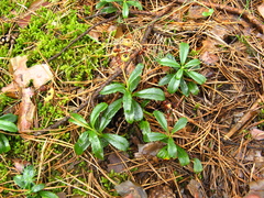 Chimaphila umbellata