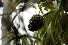 Pandanus montanus