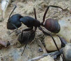 Camponotus cruentatus
