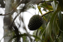 Pandanus montanus