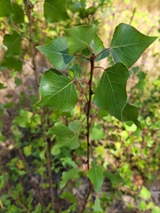 Populus nigra
