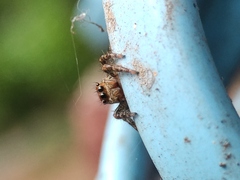 Plexippus paykulli