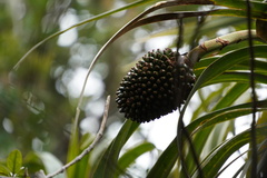 Pandanus montanus