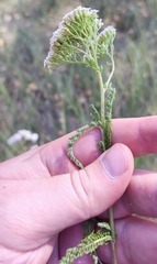 Achillea millefolium
