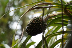 Pandanus montanus