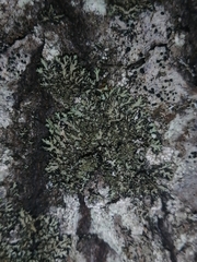 Phaeophyscia