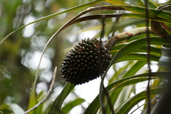 Pandanus montanus