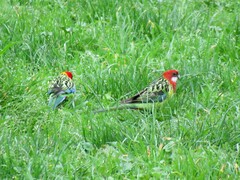 Platycercus eximius